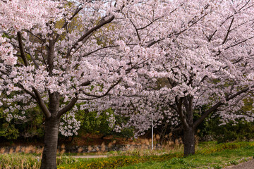 Fototapeta premium 公園の桜並木