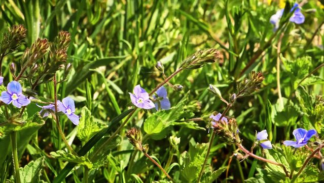 Meadow with blooming small blue flowers in green field grass in spring. Forbs growing. Veronika chamaedrys Dubravnaya speedwell plants. Beautiful natural background. Sunny springtime may day. Closeup.