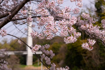 公園の桜