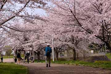 公園の桜並木