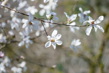 magnolia flowers on sunlight in spring garden