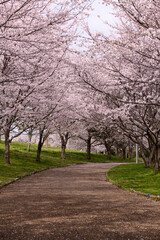 公園の桜並木