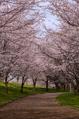 Obraz premium 公園の桜並木