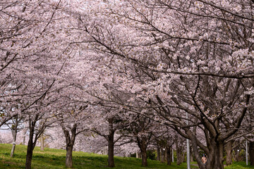 公園の桜並木