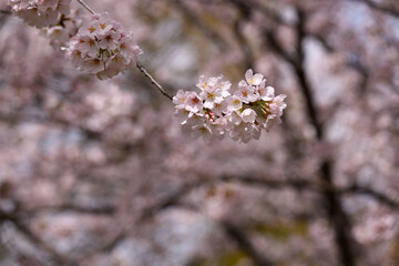 公園の桜