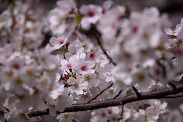 公園の桜