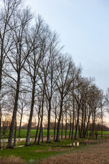 Landscape shot of a tree-lined landscape in east Flanders, belgium