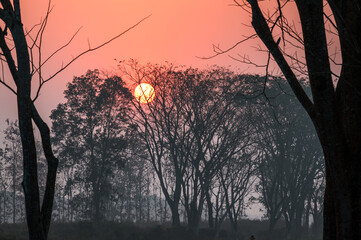 Sunrise in the forest.  A beautiful sunrise at Latagudi in the tea garden with the silhouette of trees and orange sky in the background. February 2023, Dooars - North Bengal, India.