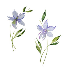 Watercolor set of different types of field grasses, flowers, leaves, spikelets, lush, spring. Botanical background, perfect for cards, banners, textiles, wallpaper, invitations