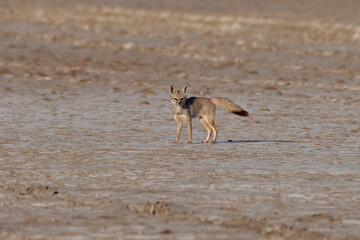 Bengal fox also known as the Indian fox or Vulpes bengalensis