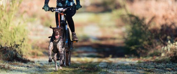 Bikejoring dog mushing race. Dog pulling bike with bicyclist, competition in forest, sled dog...