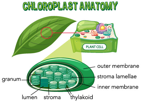 Diagram of Chloroplast Anatomy for Biology and Life Science Education