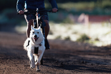 Bikejoring dog mushing race. Dog pulling bike with bicyclist, competition in forest, sled dog...