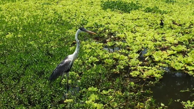 White heron standing on a swamp in Colombia-4K Aerial shot