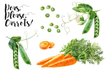 Watercolor illustration of green peas and carrot set, isolated on white background
