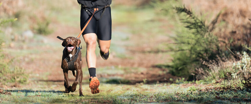Dog and its owner taking part in a popular canicross race. Canicross dog mushing race. Spring outdoor sport activity