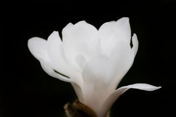 white magnolia blossom against black background