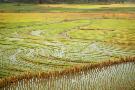 Rice crop field landscape during the monsoon season in Asian tropical wetlands landscape Generative Art