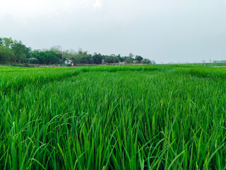 rice field in the summer, paddy field blue sky over the lake, natural view of village farmland, background and wallpaper photo