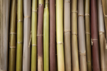 Fototapeta premium Sugar cane plantation, sugar mining industry, Generative AI.