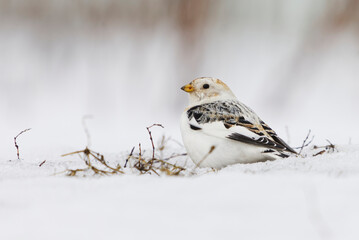 Snow bunting (Plectrophenax nivalis) sitting in the snow in early spring.
