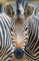 Frontal close up of a Hartmann's mountain zebra (Equus zebra hartmannae)