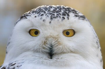 Close-up view of a Snowy Owl (Bubo scandiacus)