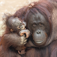Close-up view of an Orangutan-Mother cares of her child