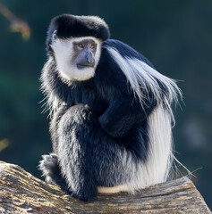Close-up view of a Mantled guereza (Colobus guereza)