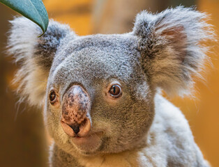 Close-up view of a koala (Phascolarctos cinereus)