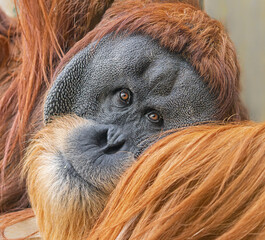 Close-up view of an old male Orangutan (Pongo pygmaeus)