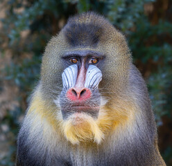 Frontal Close-up of a male Mandrill (Mandrillus sphinx) 