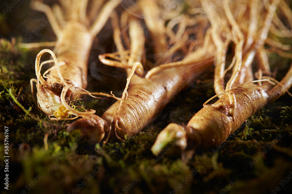 Poster ginseng, ginseng on moss background