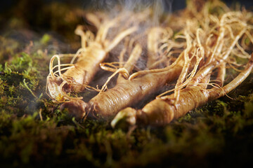 Ginseng,  ginseng on moss background