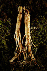 Ginseng, ginseng on moss background	