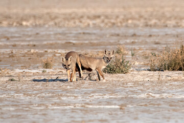 Mating pair of Bengal fox also known as the Indian fox in Greater Rann of Kutch
