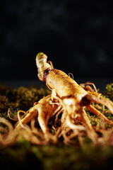 Ginseng, ginseng on moss background	