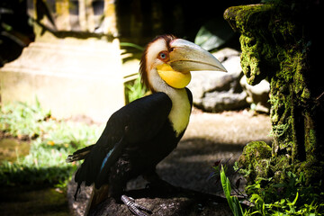 yellow billed toucan 