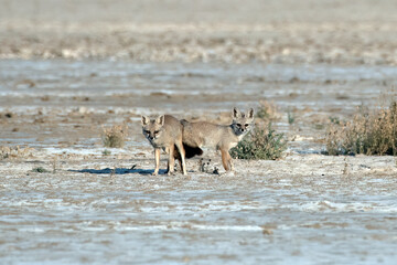 Mating pair of Bengal fox also known as the Indian fox in Greater Rann of Kutch