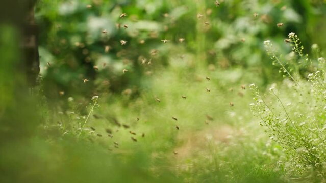 The apiary in spring is full of green grass, and swarms of bees gather and dance beside the beehives