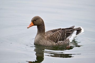 The greylag goose or graylag goose is a species of large goose in the waterfowl family Anatidae and the type species of the genus Anser. It has mottled and barred grey and white plumage and an orange  © GadgetMan