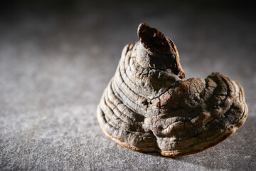 Dried Fomes fomentarius, traditional herbal medicine