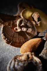 Fomes fomentarius and Reishi Mushroom