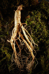 Ginseng, ginseng on moss background	
