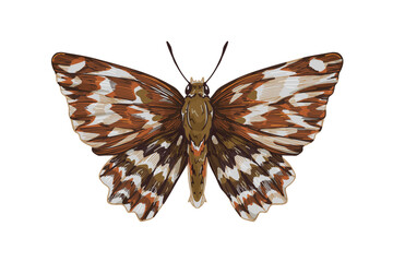 Marbled skipper butterfly species. Muschampia lavatherae, retro realistic drawing. Flying insect, spotted moth with wings in vintage style. Hand-drawn vector illustration isolated on white background