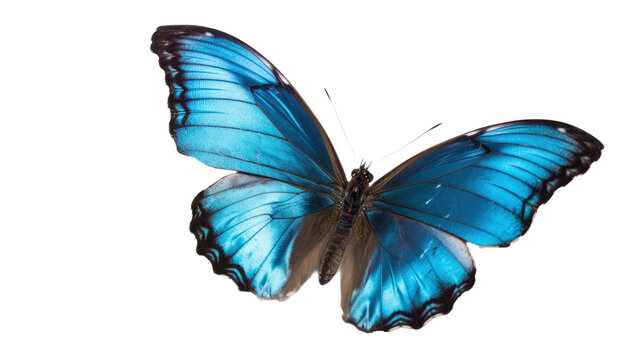 beautiful butterfly isolated on a transparent background. ai generative