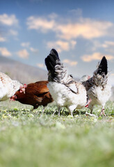 gallinas sueltas en el campo picoteando en la hierba