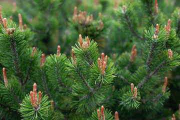 green pine tree branches closeup background. evergreen eco conifer texture backdrop