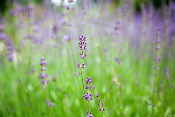 Lavender flowers field. Summer flowers background