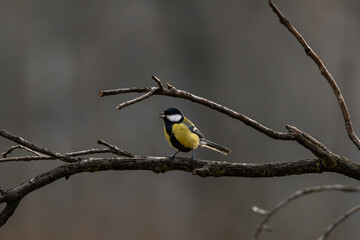 Great tit in a forest